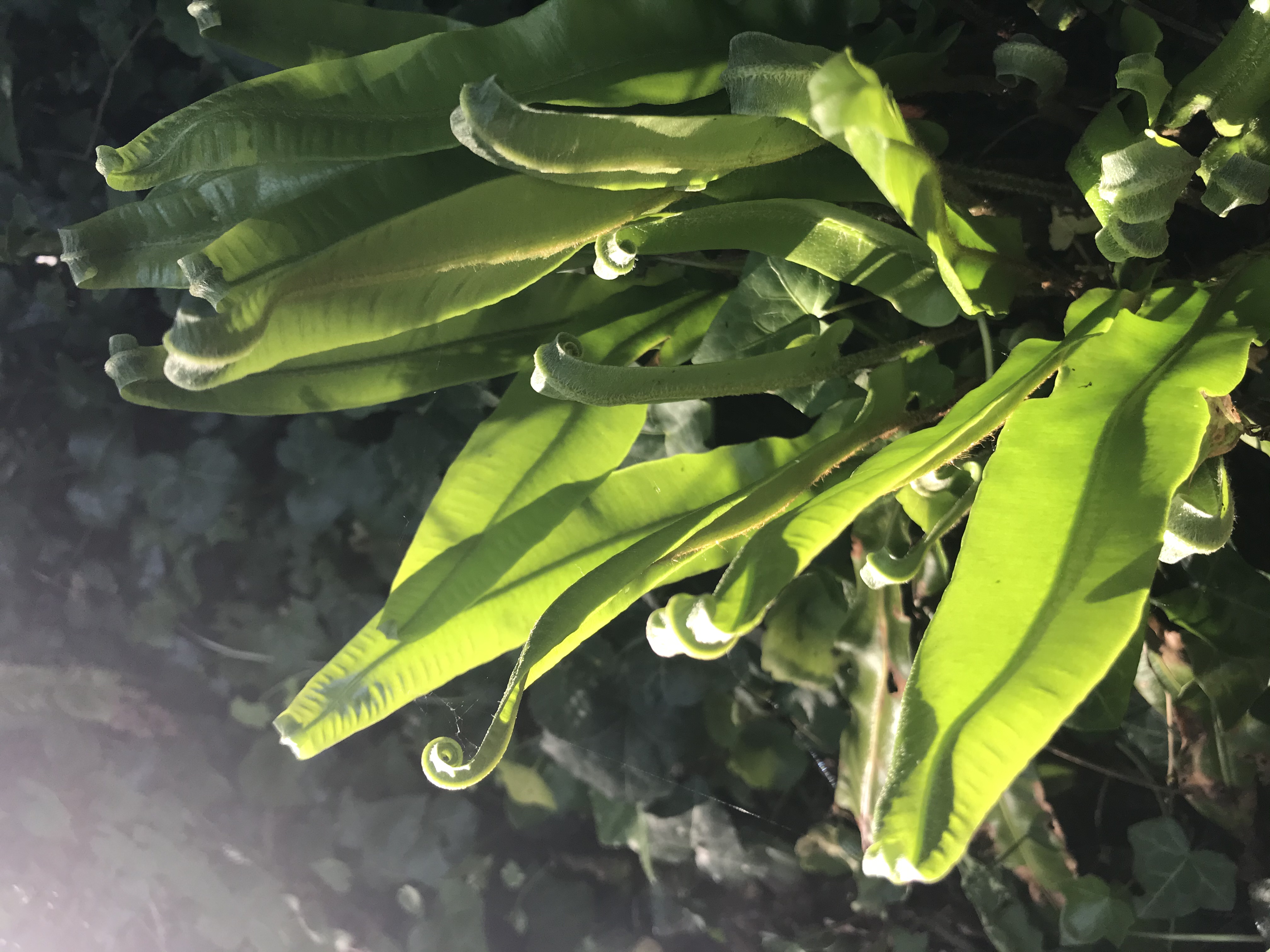 Annexe 79FBD122-11DF-4B86-803B-360FEBAFE6CD.jpeg