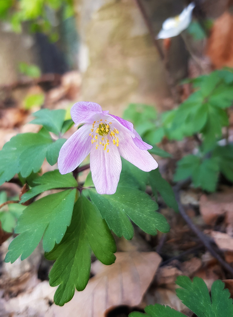 Annexe anémone_des_bois_.jpg