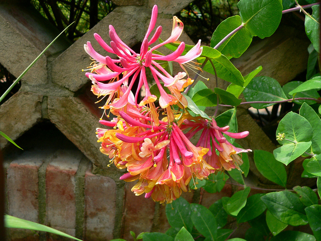 Annexe chevrefeuille-lonicera.jpg