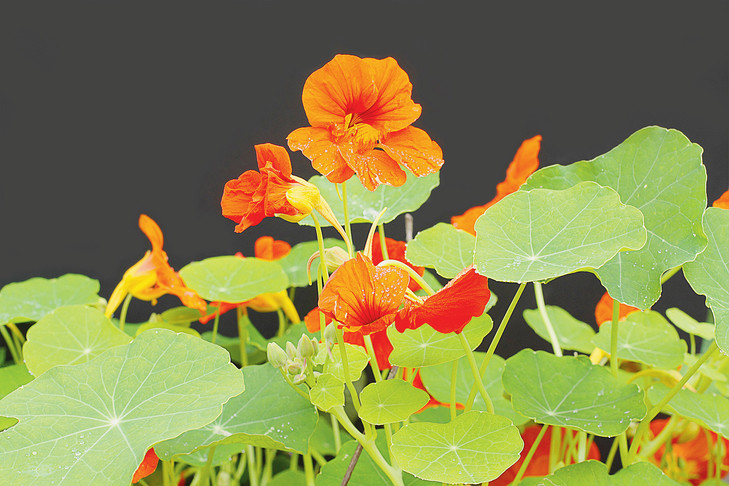 Annexe capucines-mangent-titre-legume-condiment_0_729_486.jpg