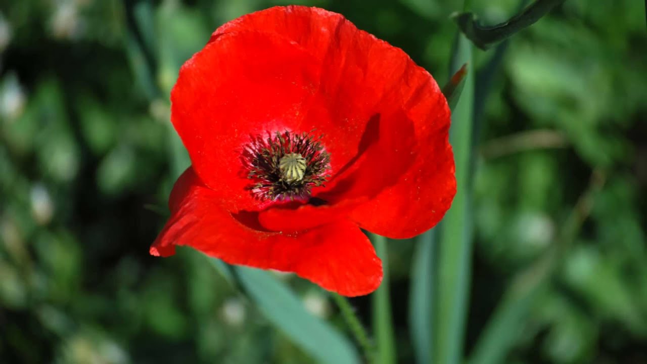 Annexe maxresdefault.jpg