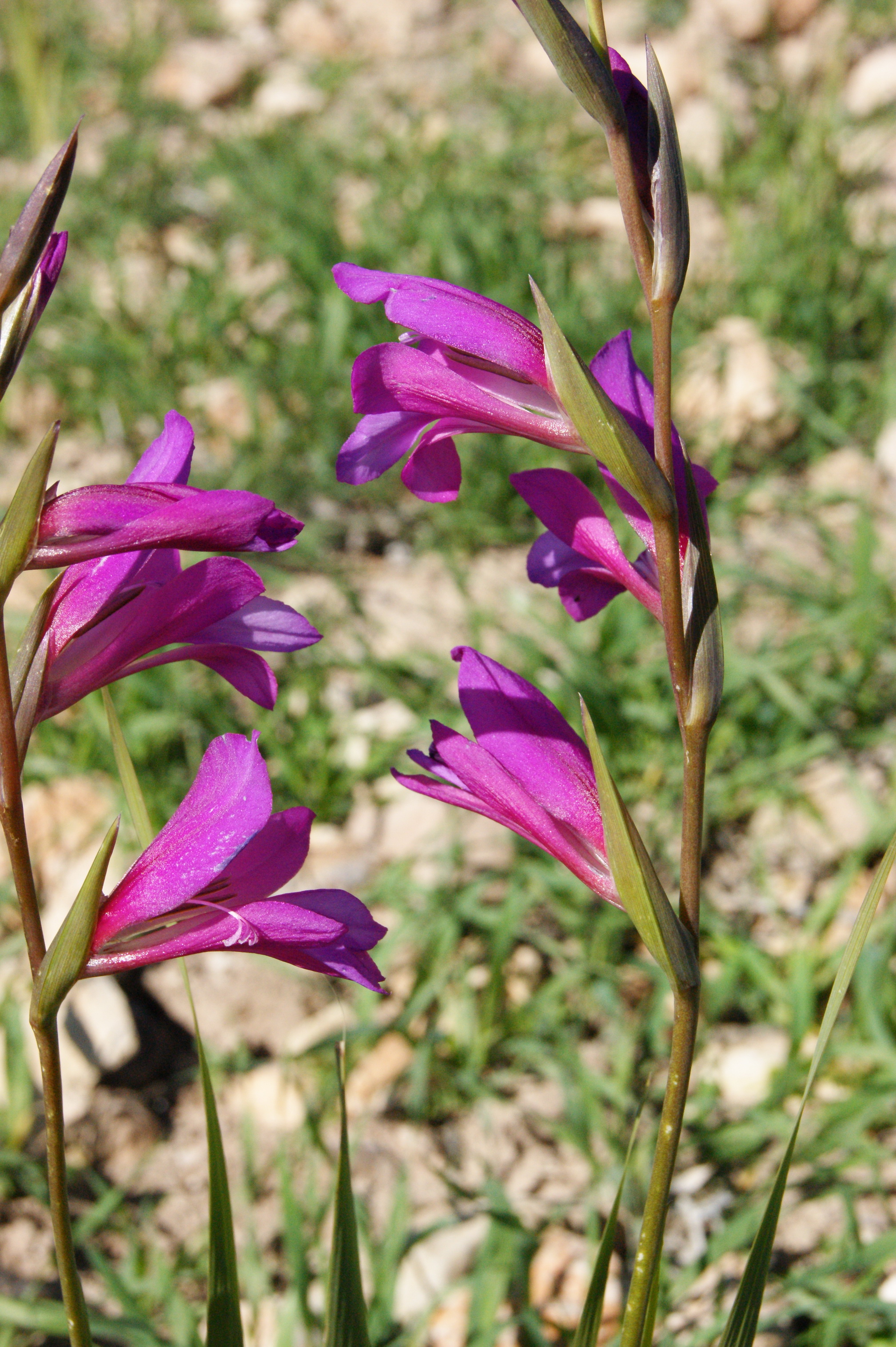 Annexe Glaieul de Byzance.JPG