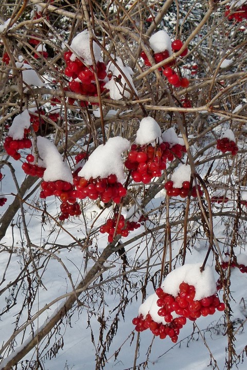 Annexe Boisé Viorne trilobée Boisé12 P1160678 (Small).JPG