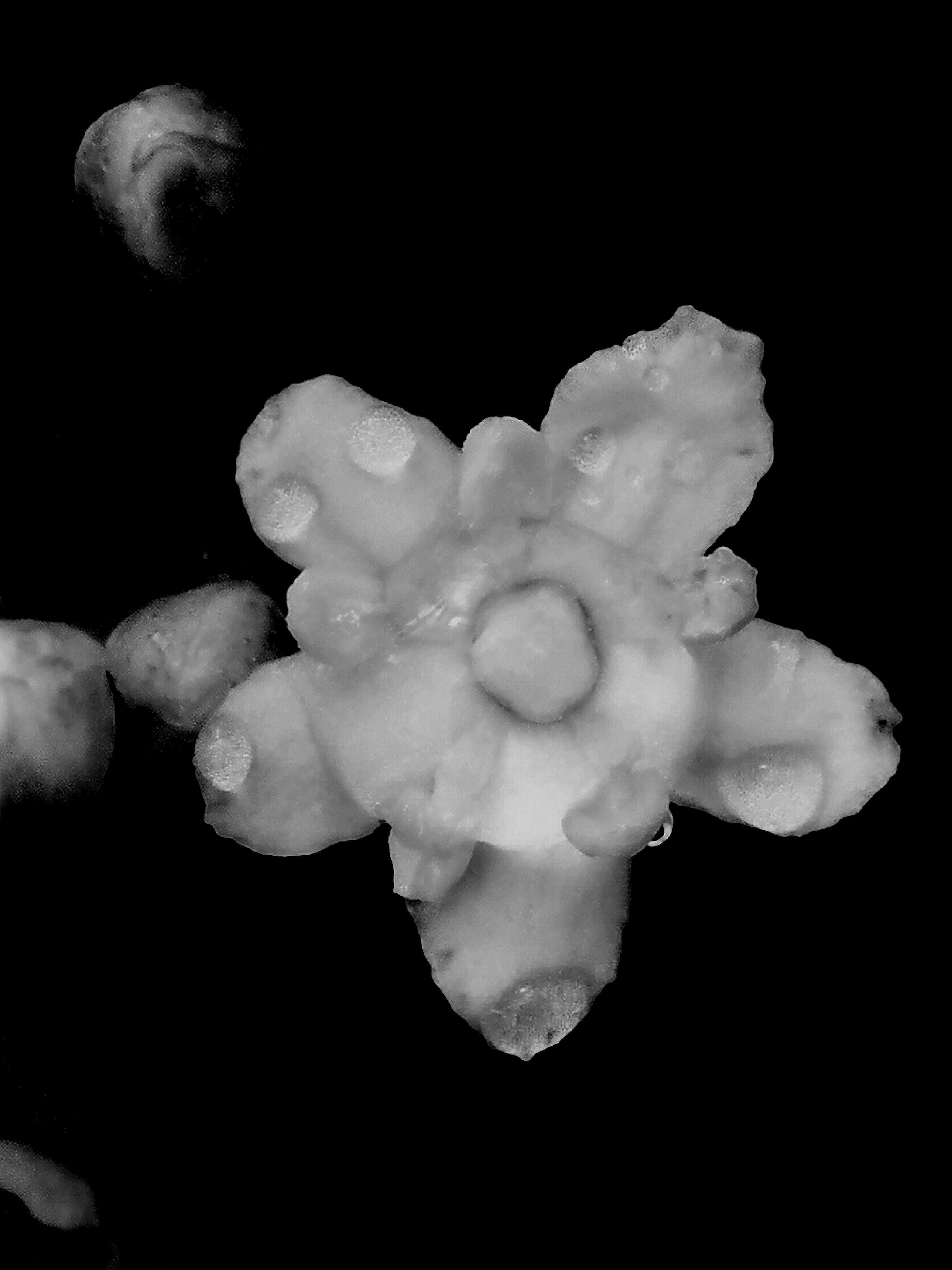 Annexe IMG_20200501_142312.jpg