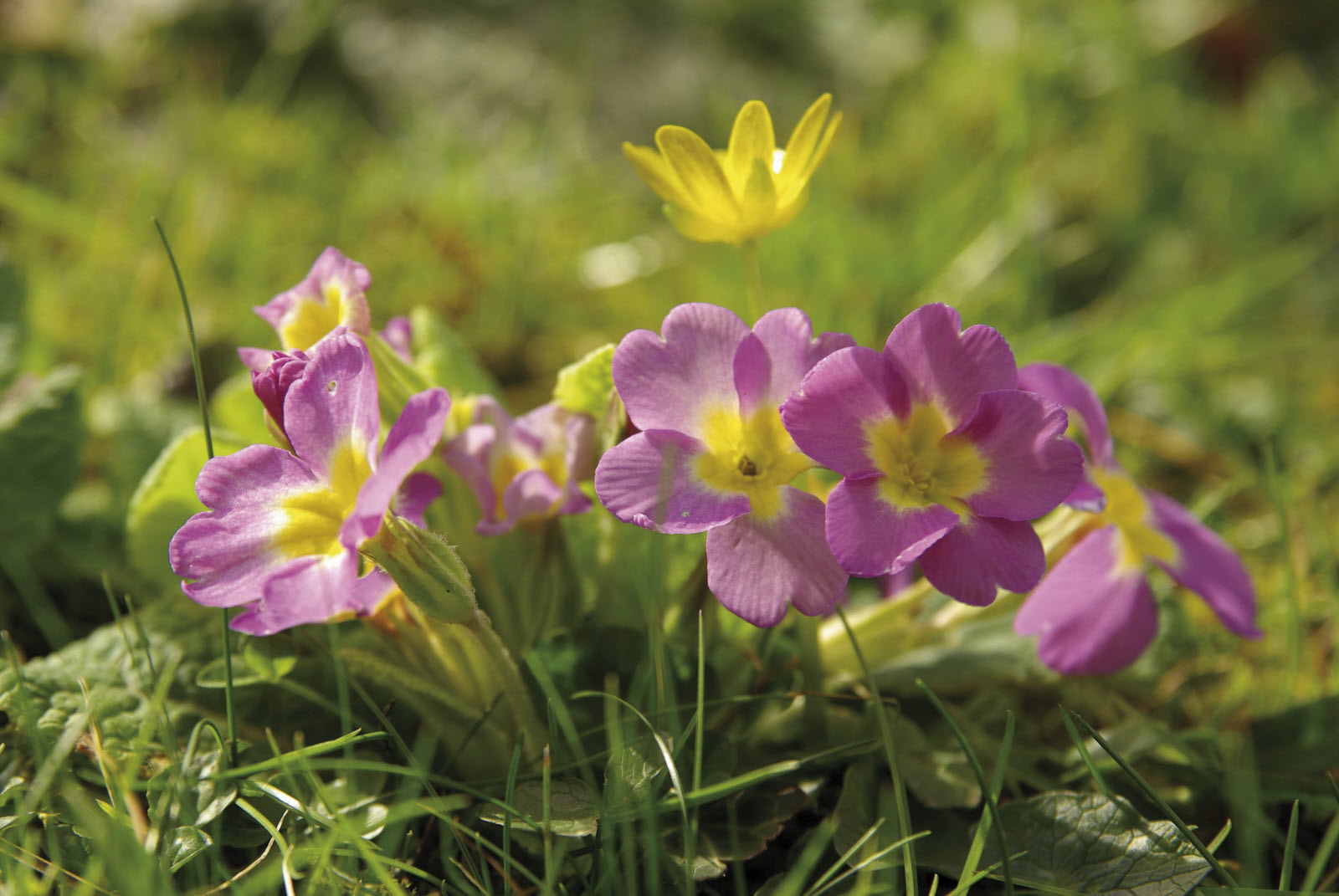 Annexe la-primevere-acaule-dite-primula-vulgaris-photo-cc-jp-hamon-1581504225.jpg