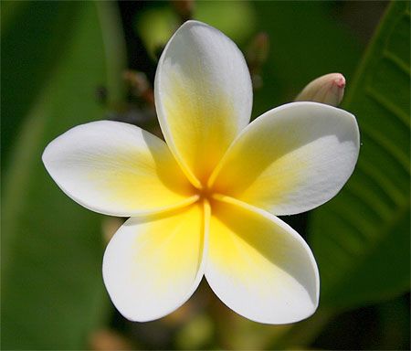 Fleur de Frangipanier