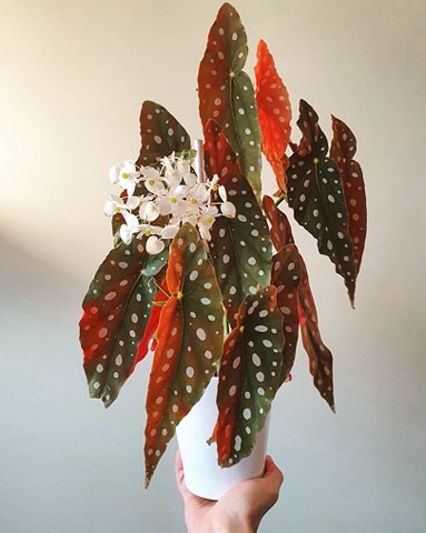 Begonia Maculata en fleur