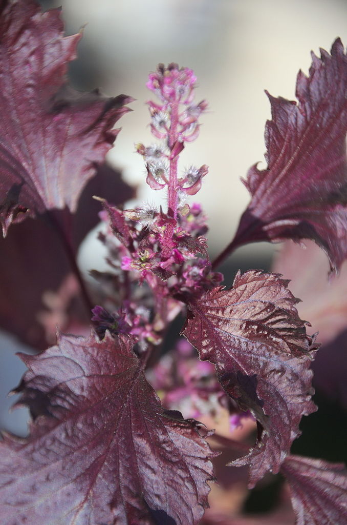shiso