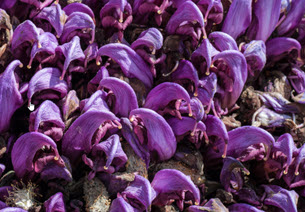 lathrée clandestine