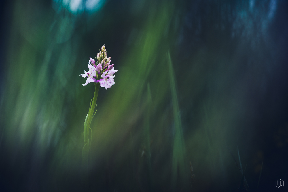Dactylorhiza maculata