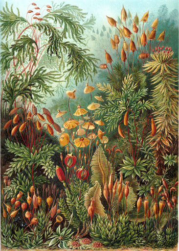 Illustration d'Ernst Haeckel