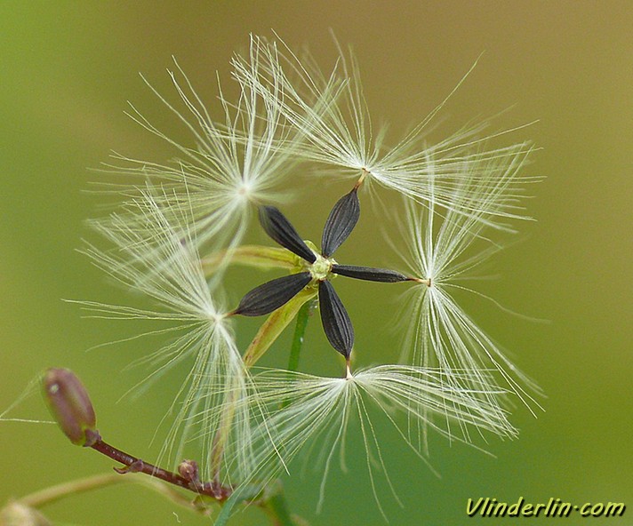 Laitue des murailles - Fruits
