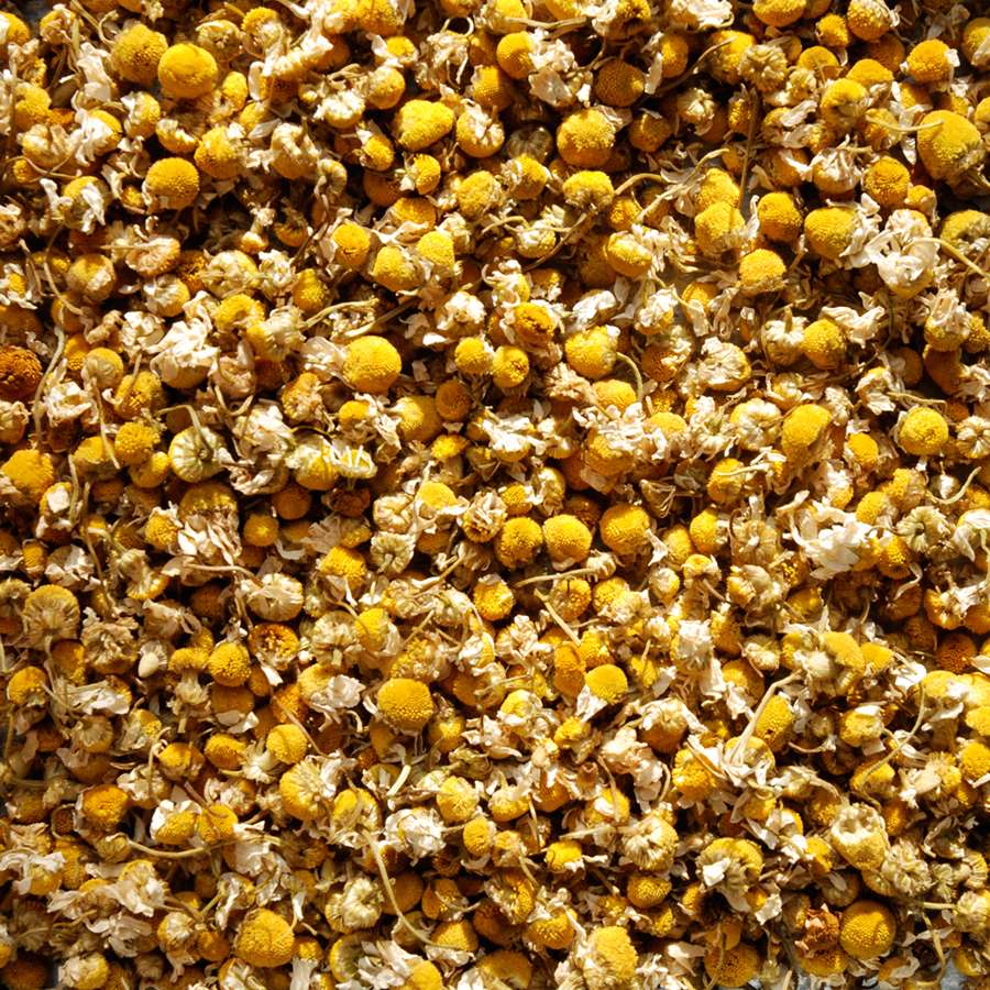 Camomille allemande séchée pour tisane