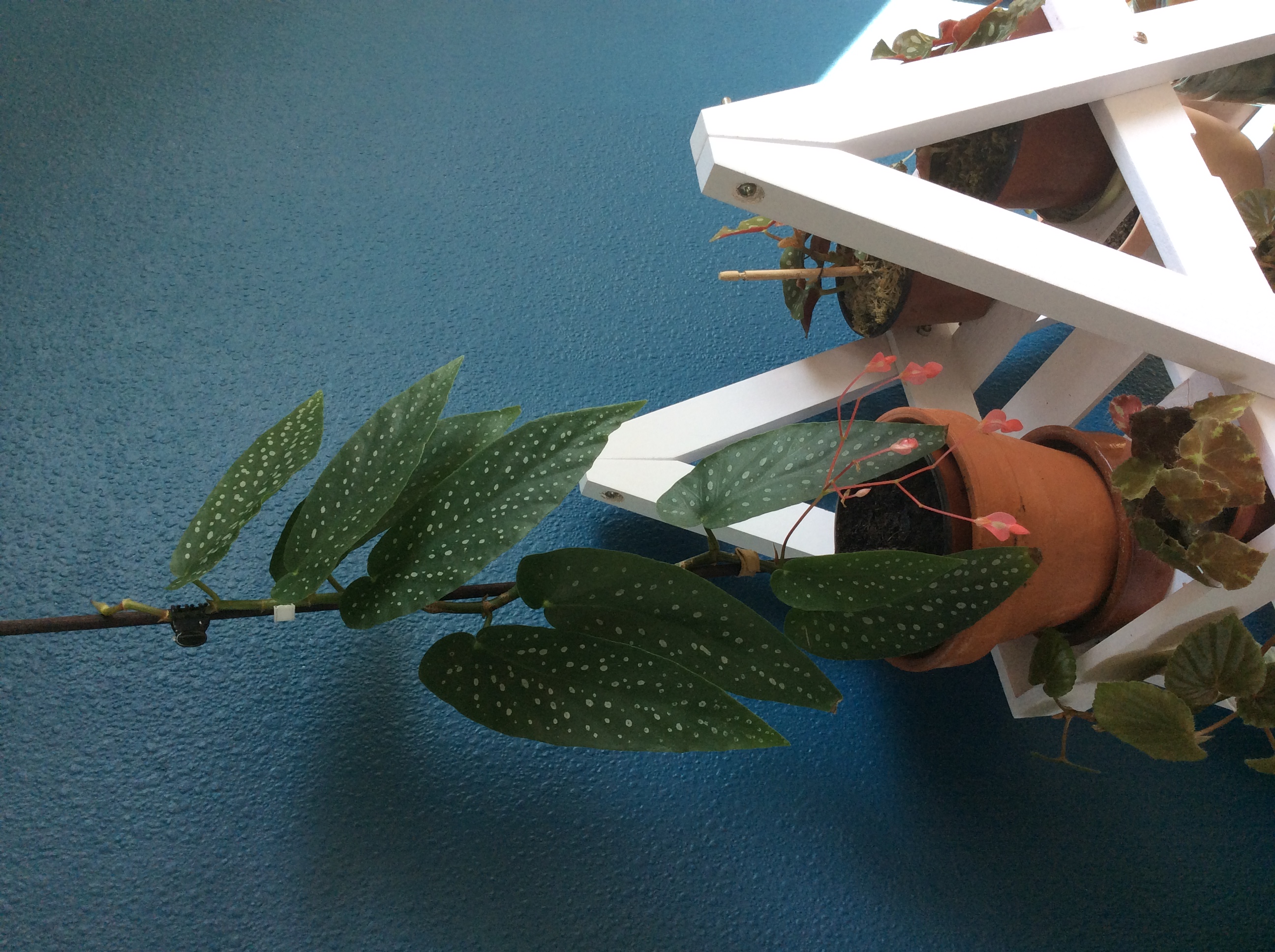 Bégonia tamaya, bowerae, wightii...