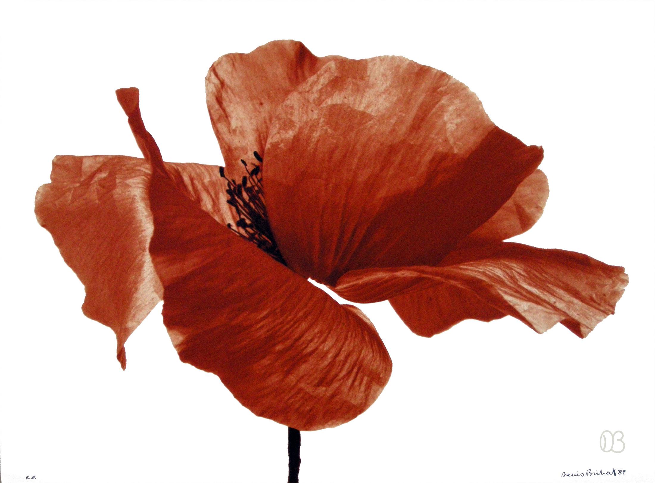 Coquelicot, 1987, Denis Brihat. Tirage à l'argentique avec virage à l'or.