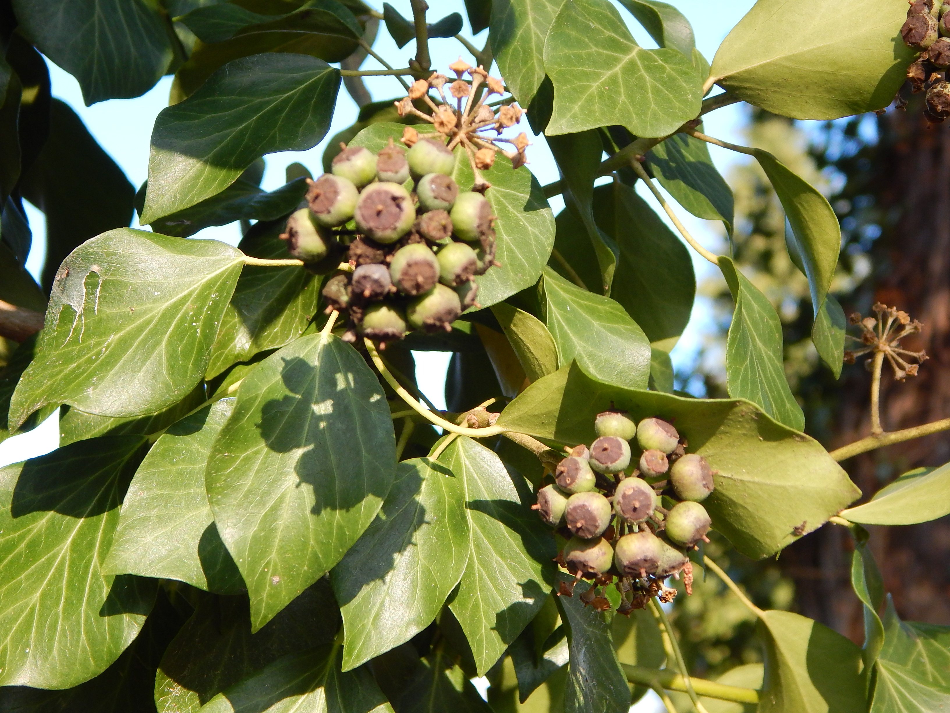 Fruits et feuilles de Lierre