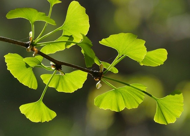 Feuilles de Ginkgo biloba