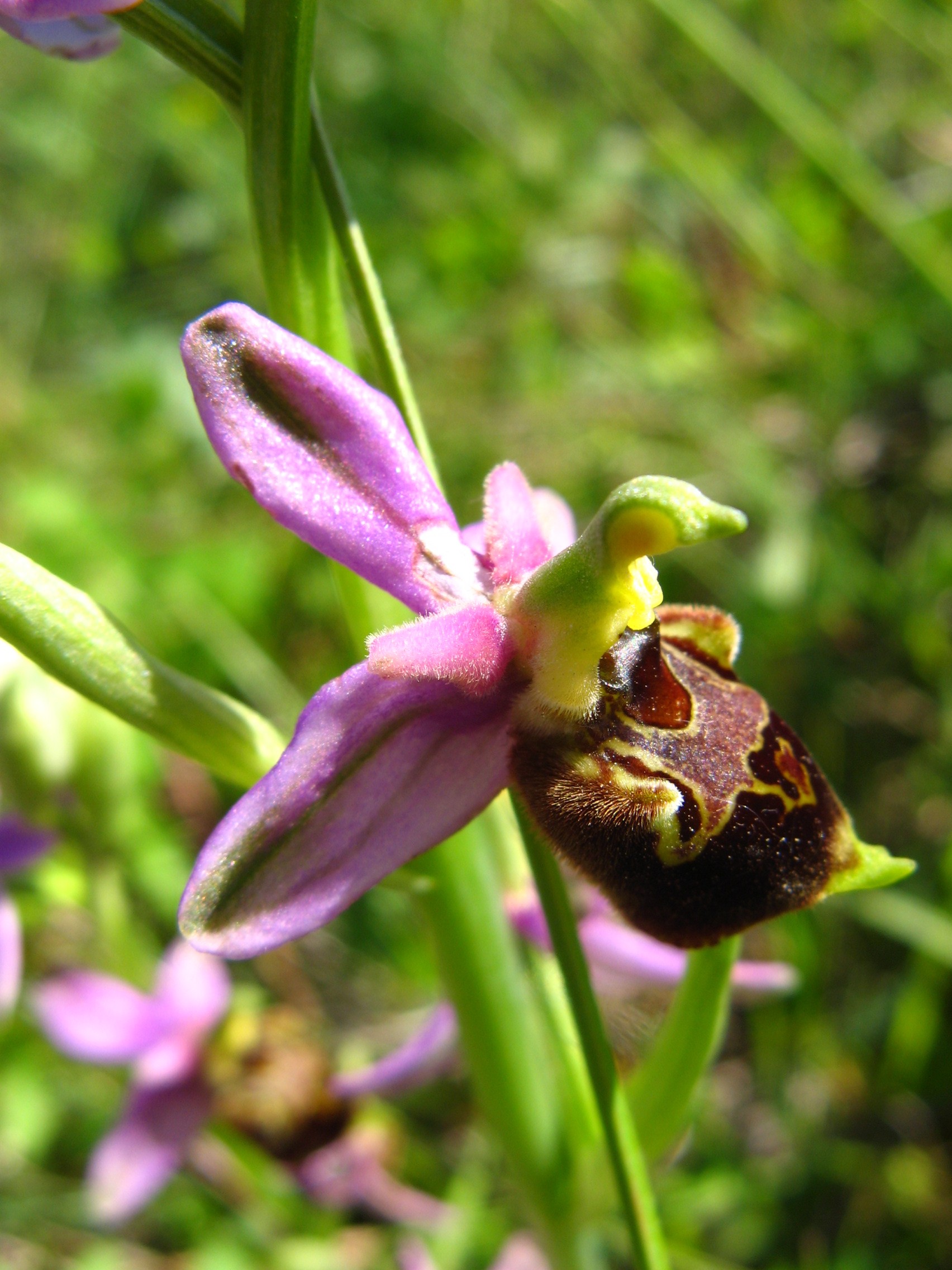 Fleur de type orchidée vue de profil ;  fleur à 6 "pétales" roses  comme 2 triangles imbriqués l'un dans l'autre (la tête d'un triangle sur la base de l'autre) ; le pétale du bas est caractéristique : différent des autres il est marron velouté avec des poils et mime un insecte