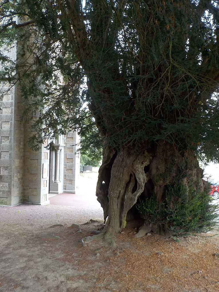 If millénaire de la Lande Patry (Normandie)