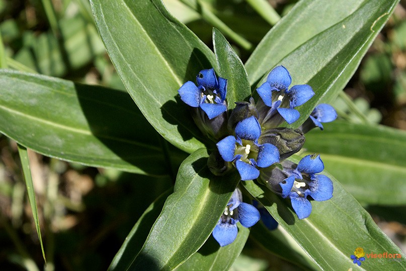 Une belle plante avec les feuilles formant un X, les fleurs sont bleues roi et en forme de X également