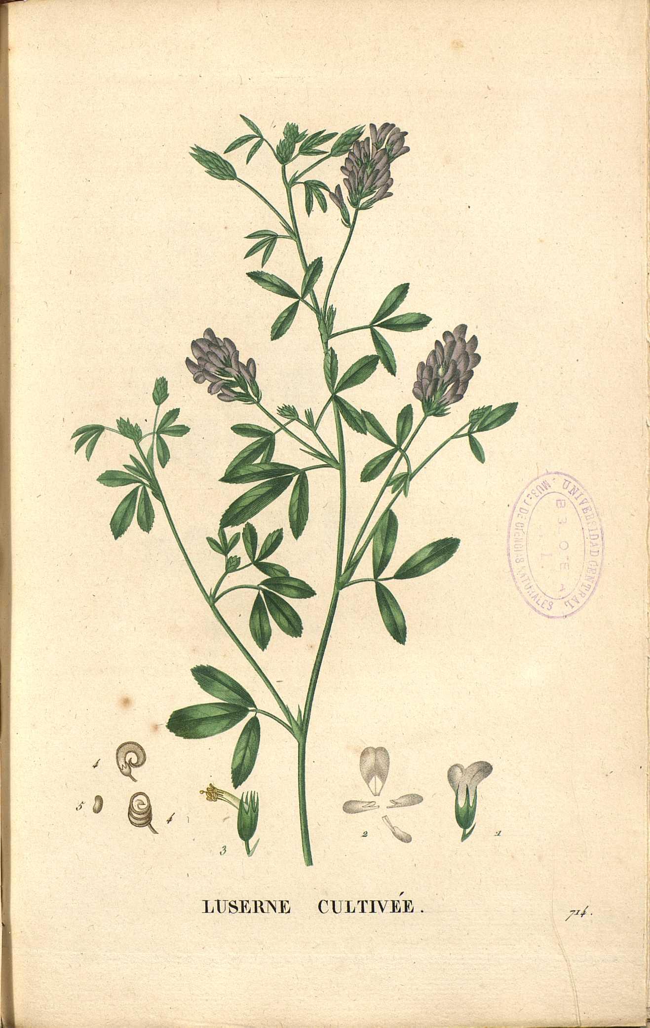 Medicago Sativa-Gravure_PLANTES de France Vol.8 par Jaume St Hilaire