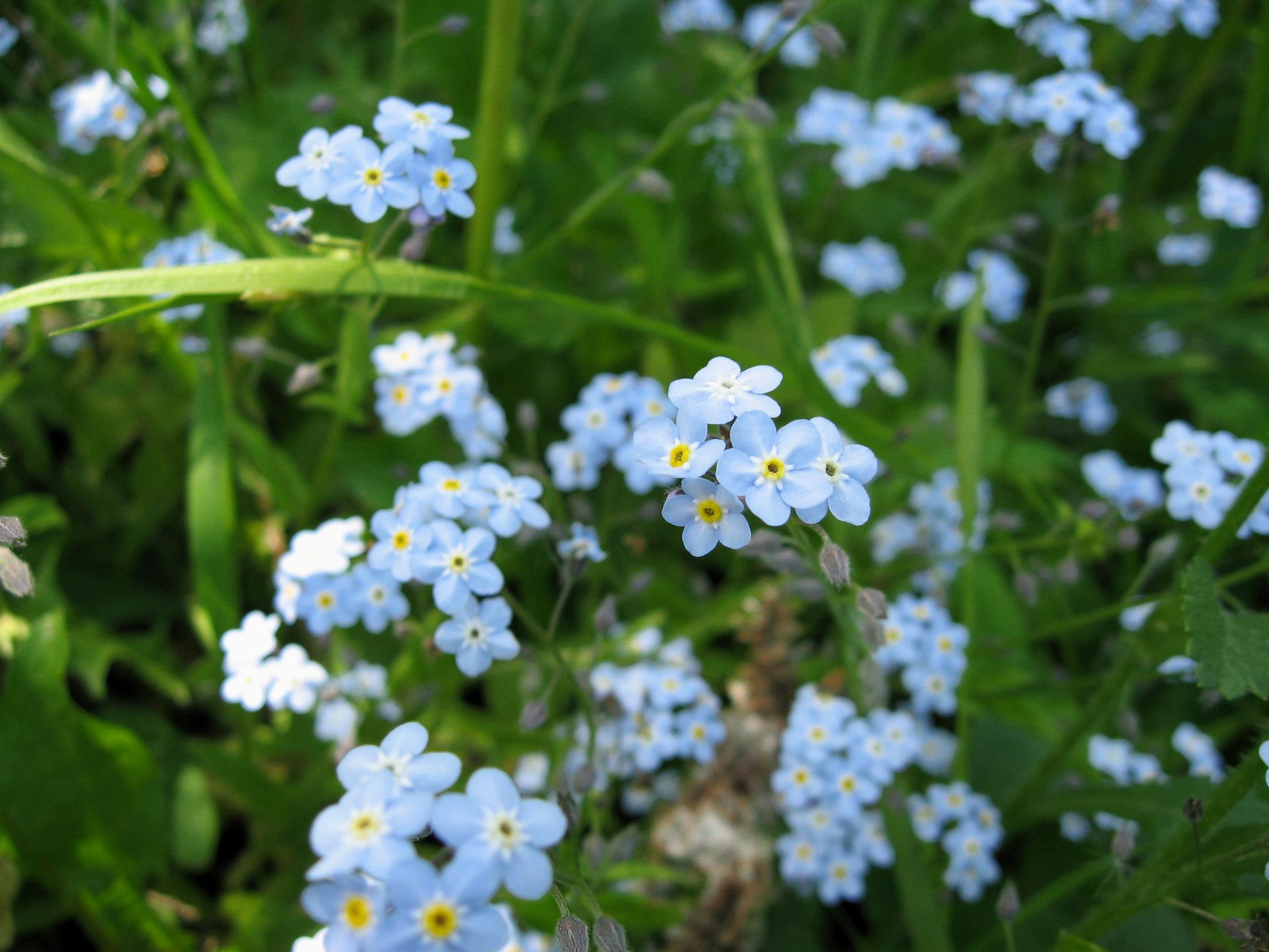 Myosotis des bois (Myosotis sylvatica)