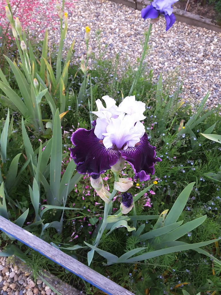 Iris du jardin
