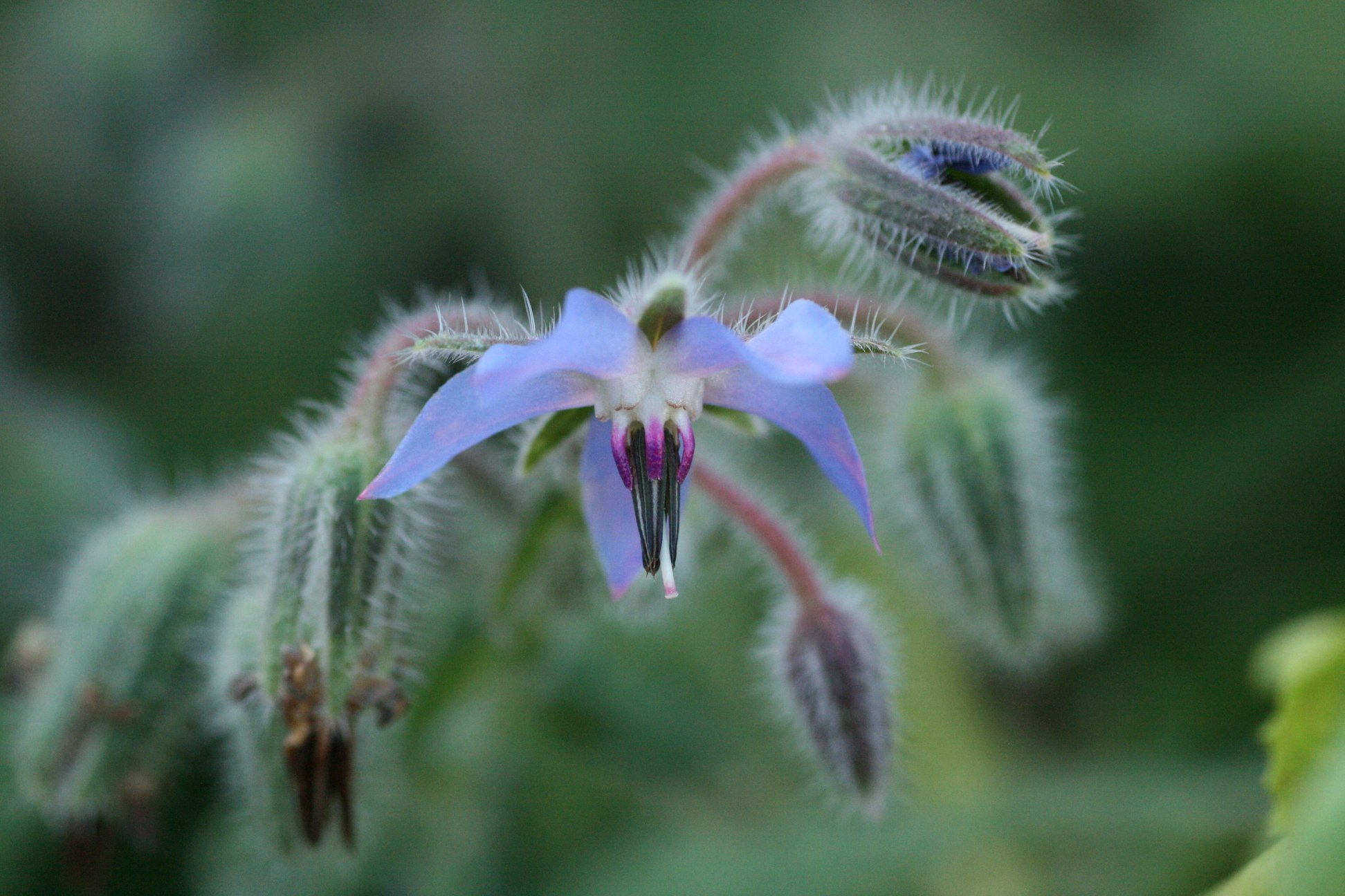 Bourrache ( Borago officinalis L. )
