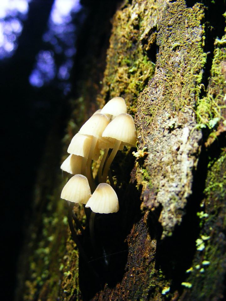 Discrets champignons poussant sur l'écorce d'un arbre déjà riche en mousse