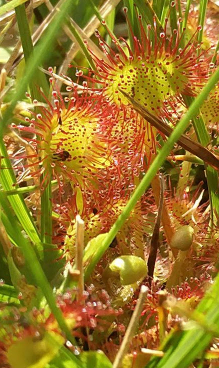 Deux feuilles jaunes, rondes, recouvertes de poils glanduleux rougeâtres qui attirent les insectes et permet à la plante de les piéger afin de les digérer.
