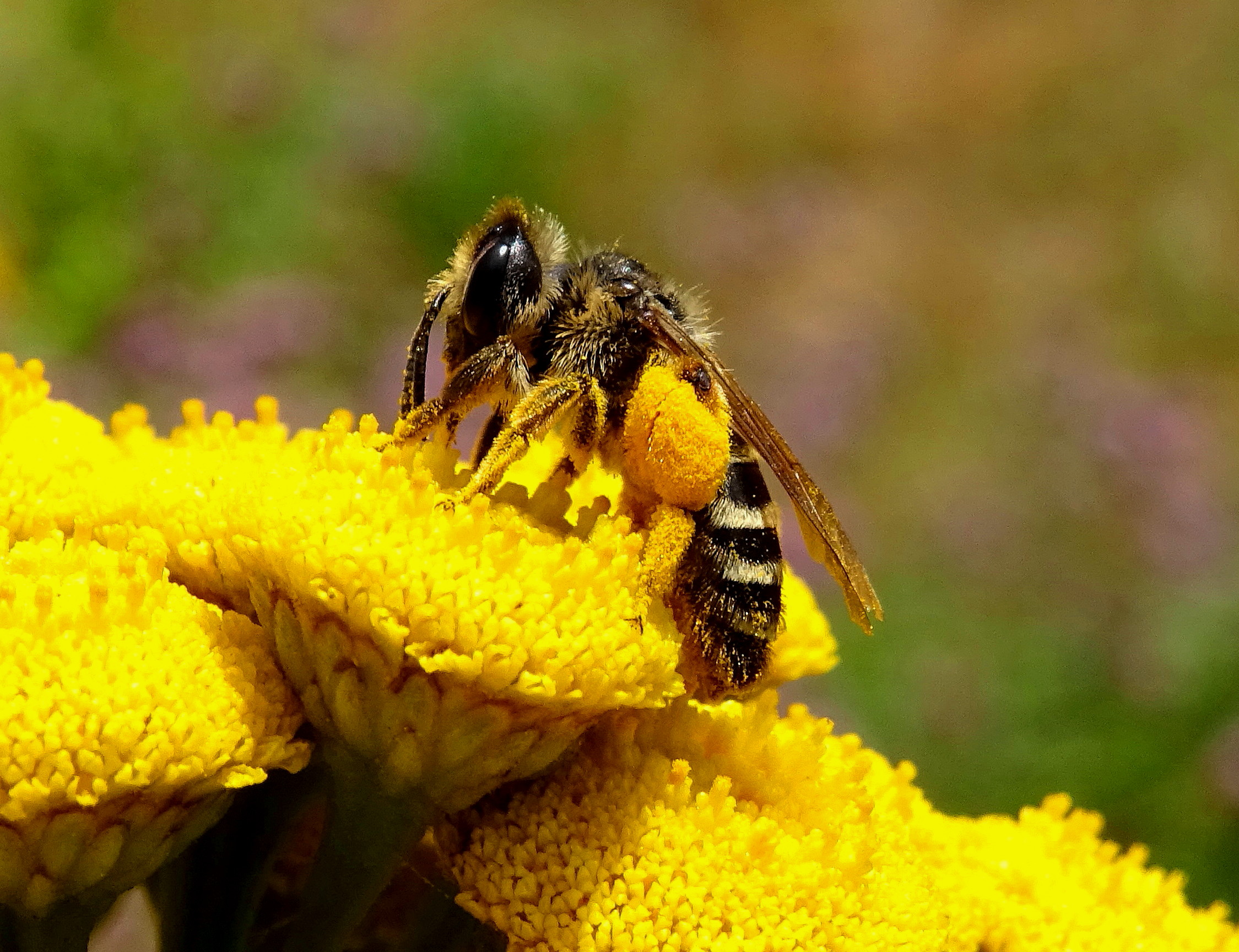 Andrène sur tanaisie commune