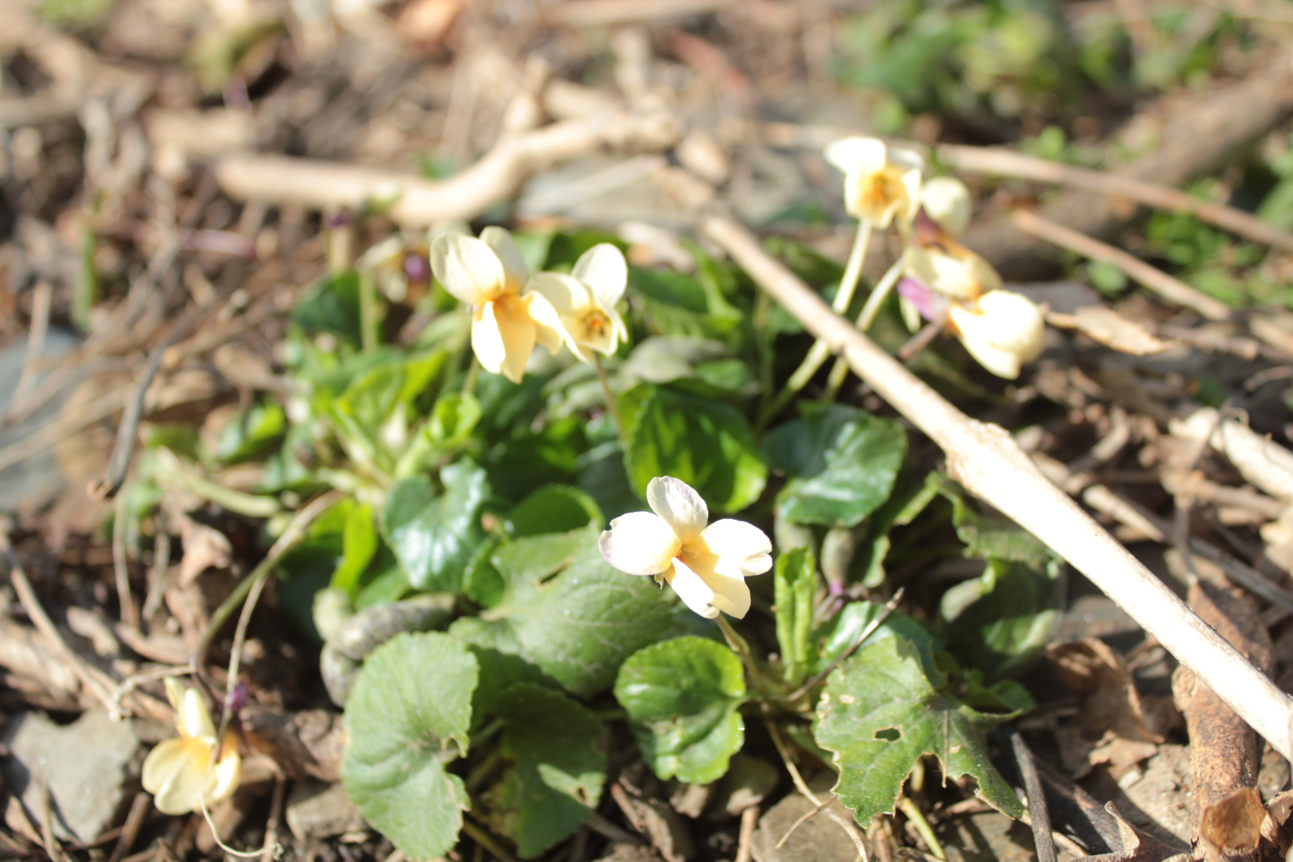 des violettes pas violettes?