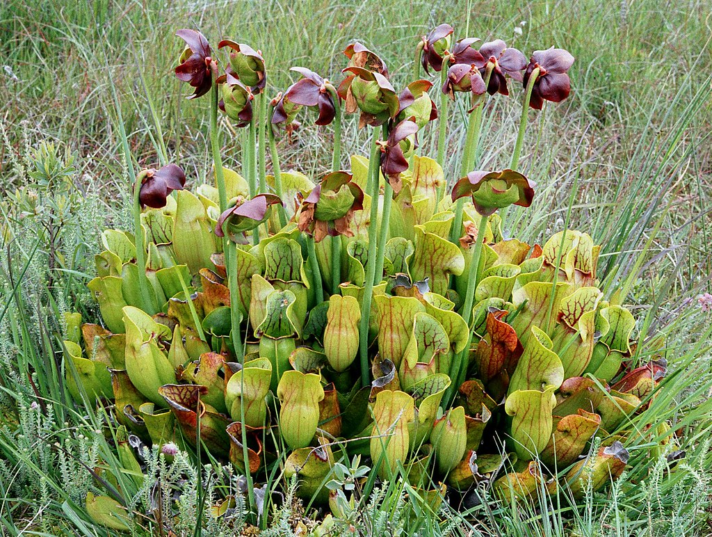 Sarracenia purpurea