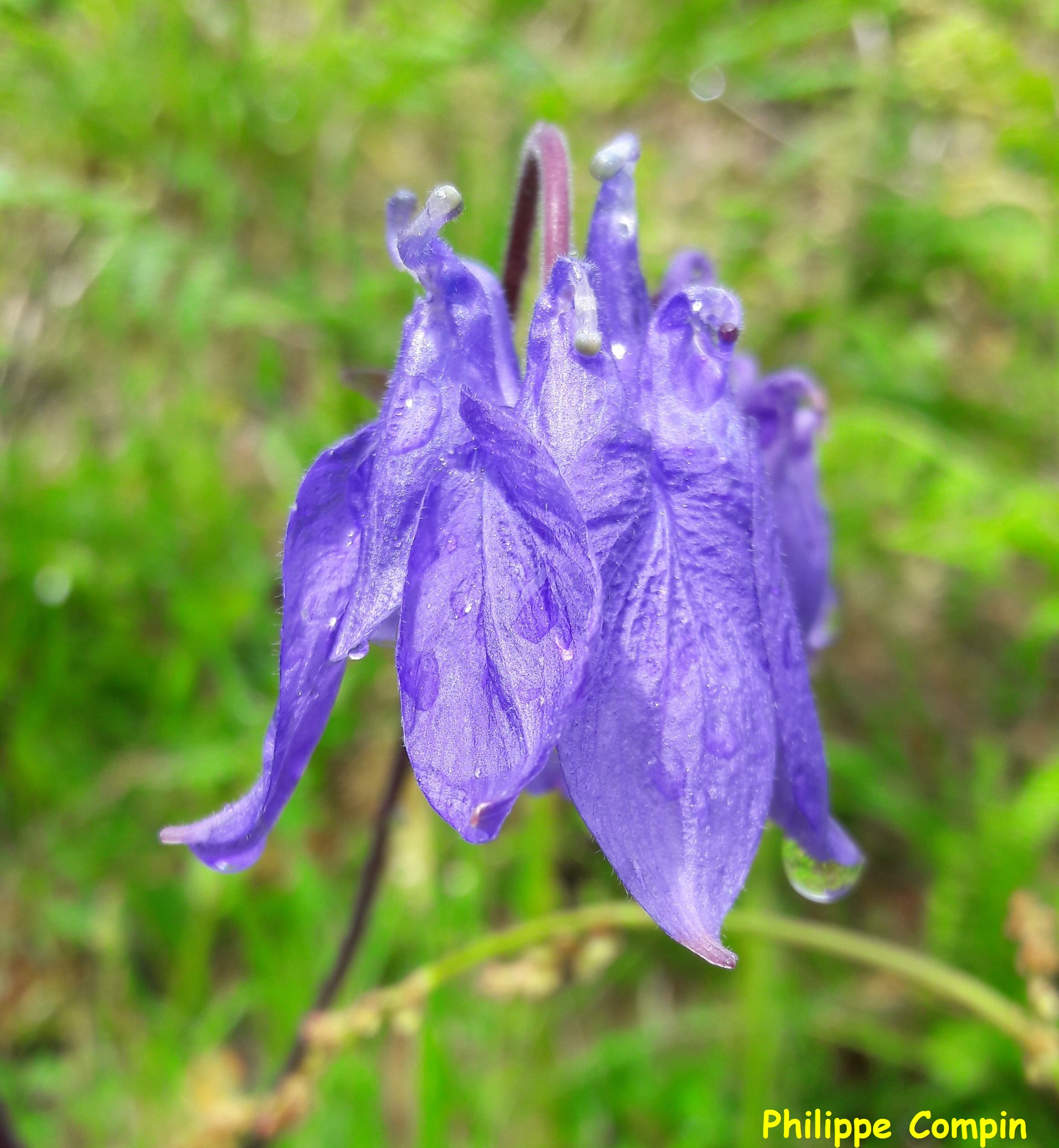 Ancolie des Pyrénées
