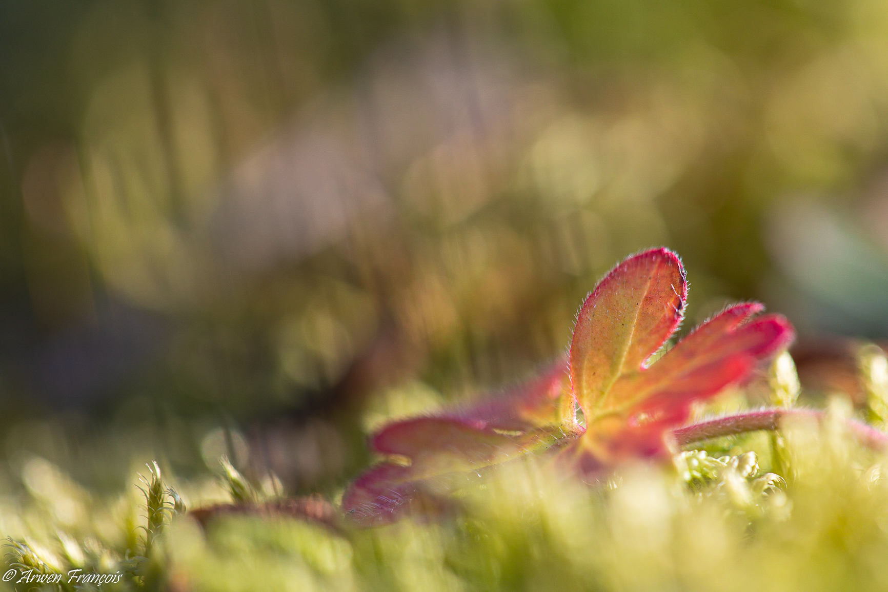 Feuille de Geranium robertianum
