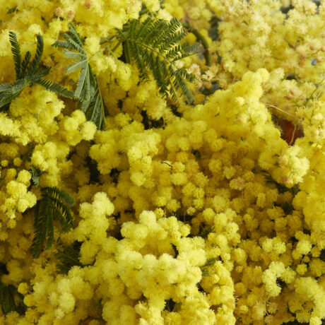 Photo de mimosa
