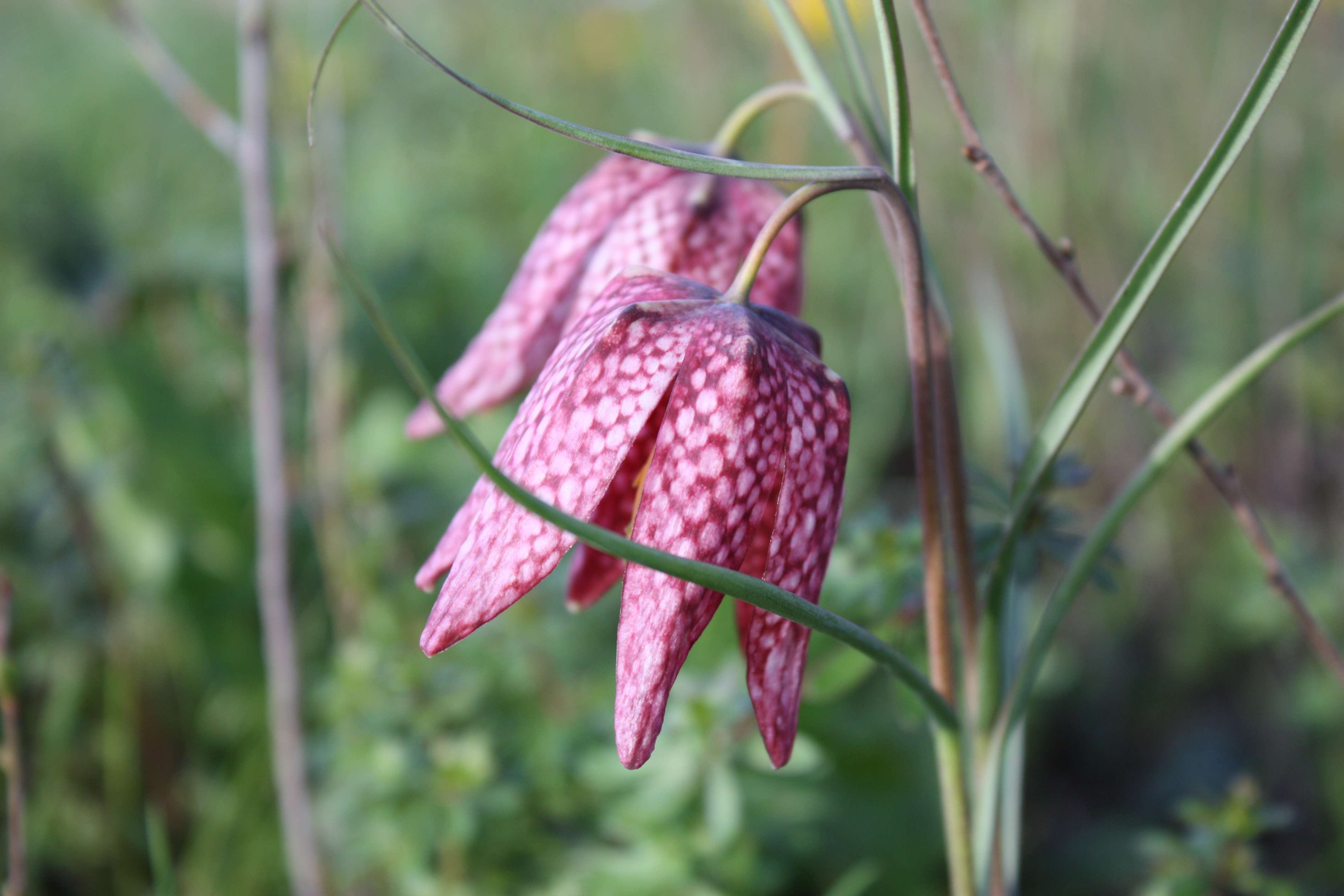 fleur rose à damier