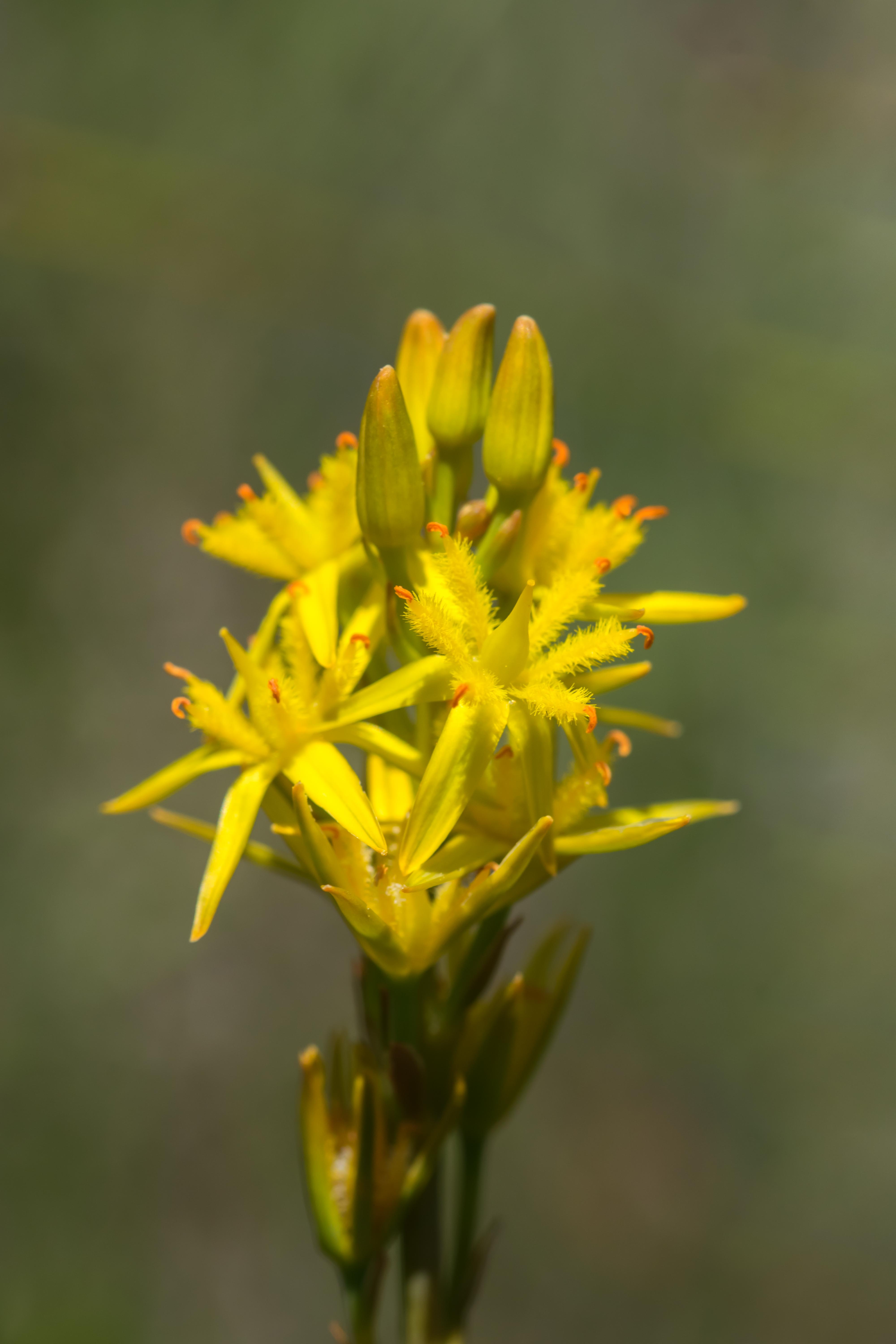 Narthécie ossifrage dans une tourbière du Finistère