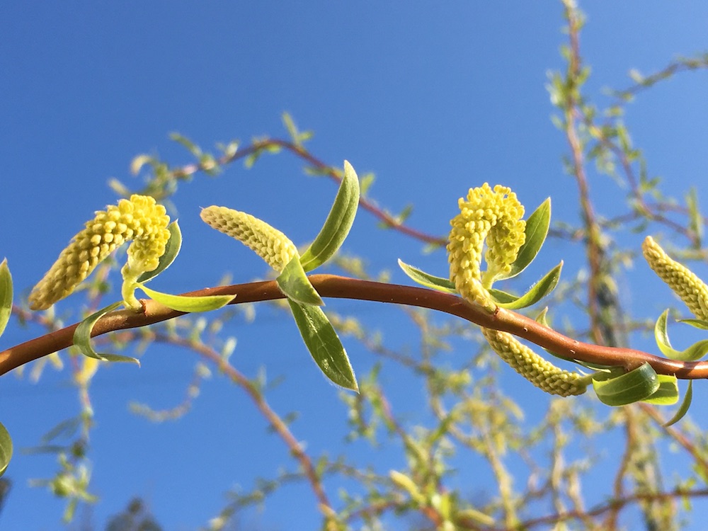 Branche de saule à la lumière du matin dans mon jardin