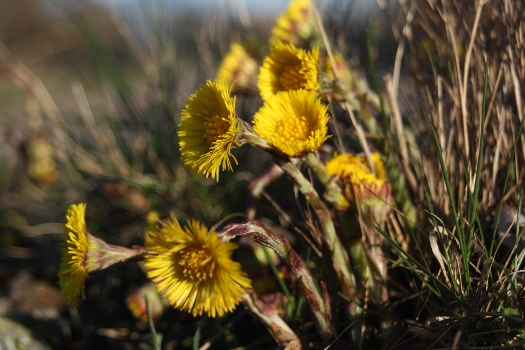Tussilago