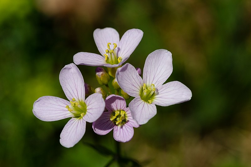 Fleurs de cardamine des prés (Cardamine pratensis)