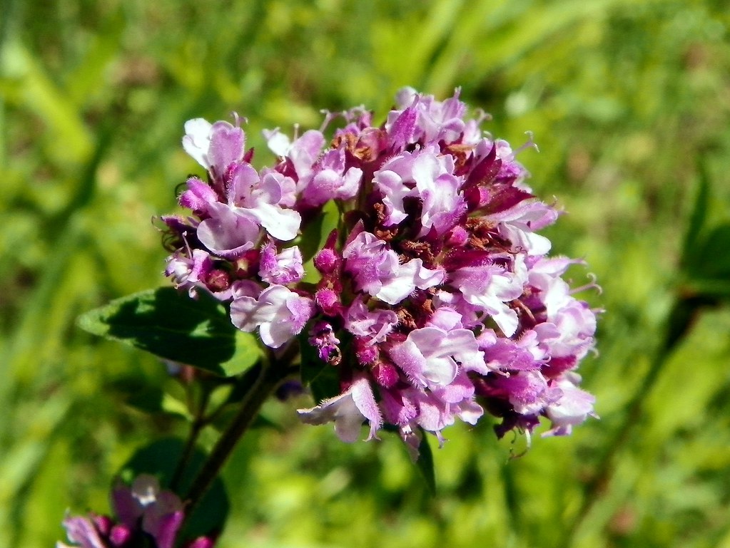 origanum