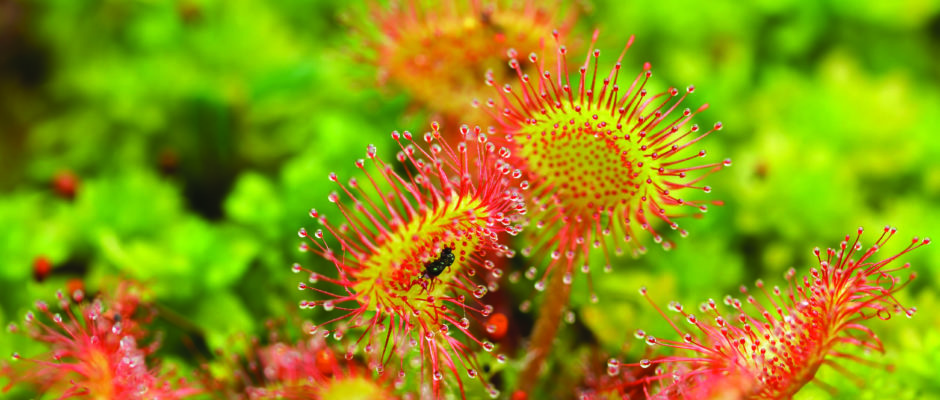 drosera