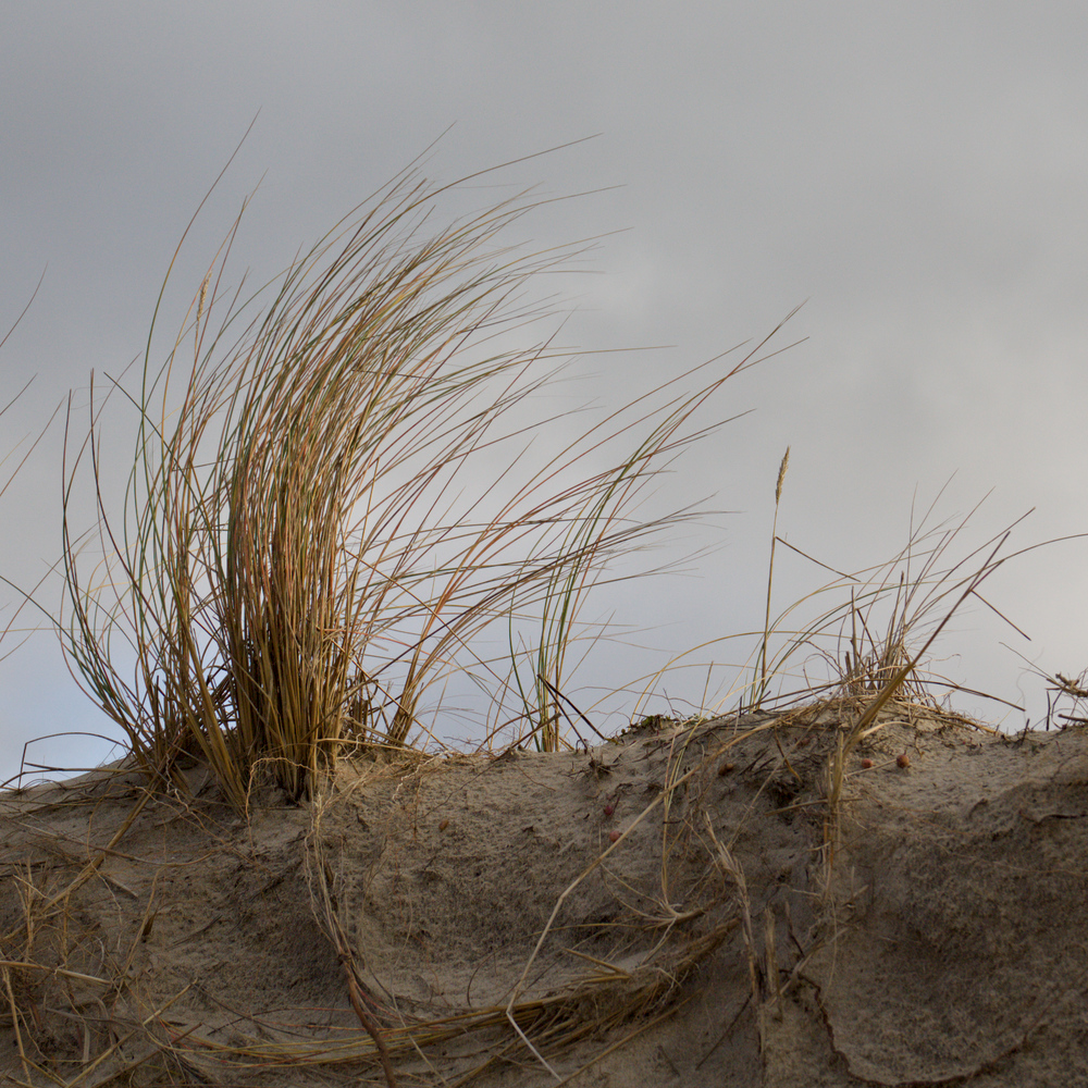Oyat poussant dans le sable en haut d'une dune.