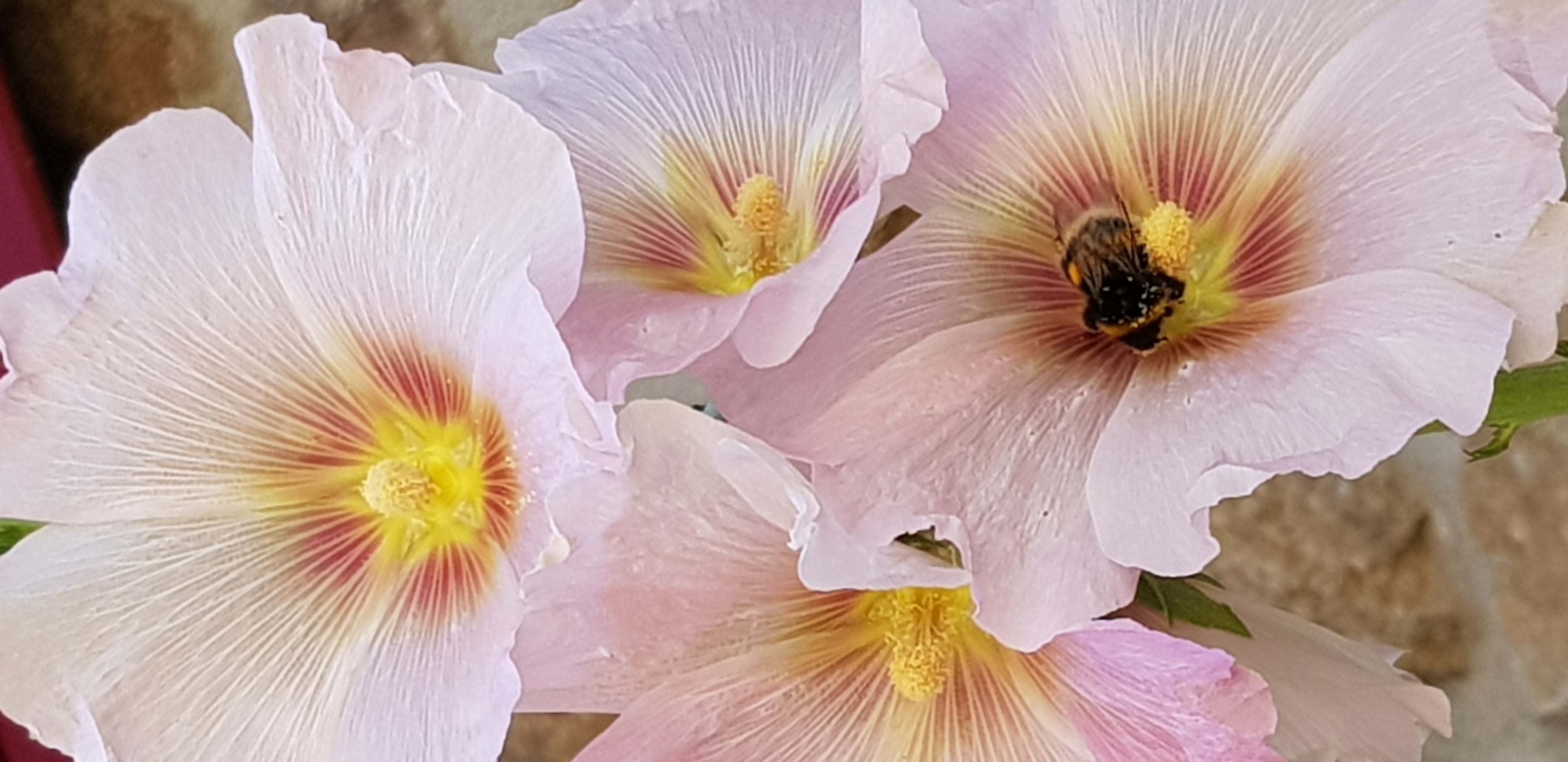 Alcea rosea Rose trémière Malvaceae