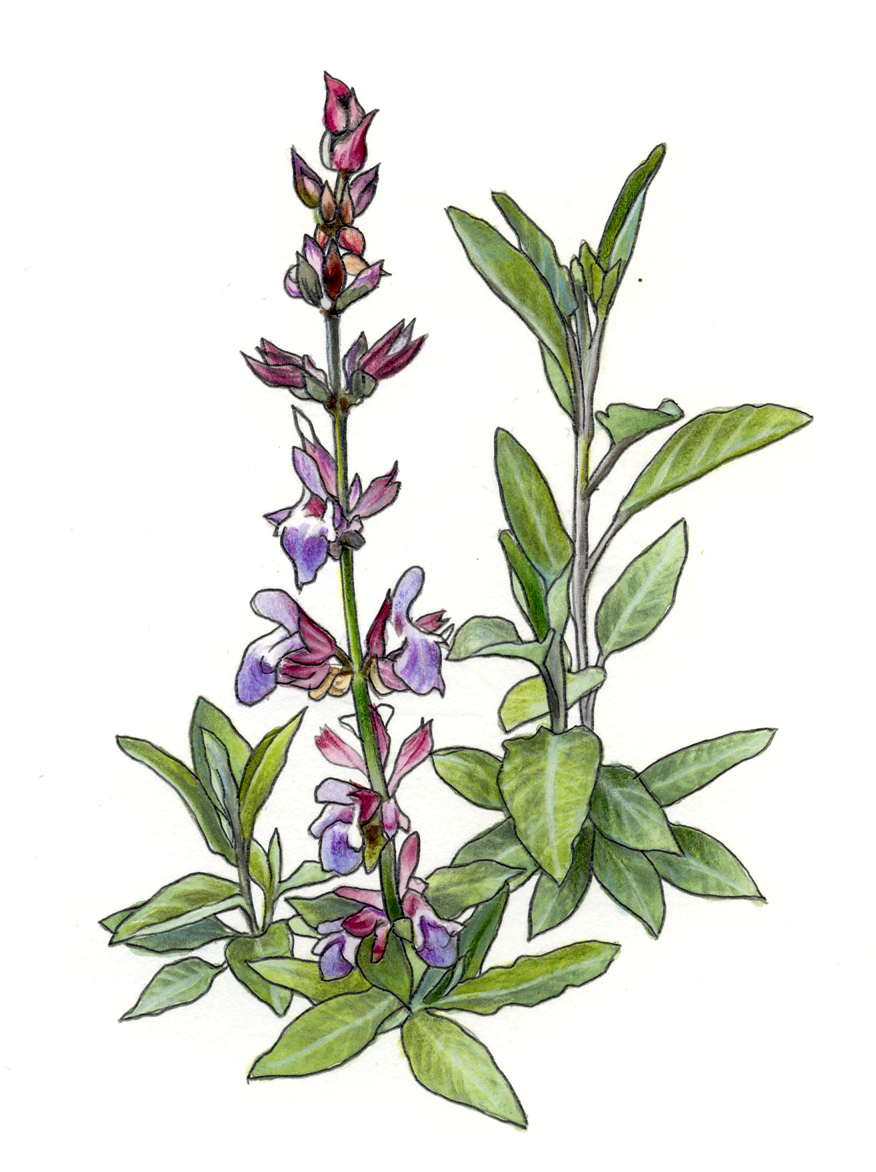 Sauge (salvia officinalis)