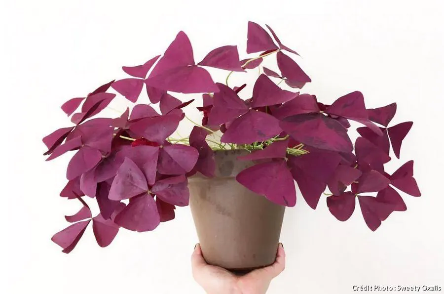 Oxalis Triangularis