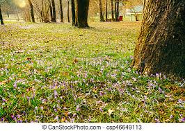 Crocus en sous-bois