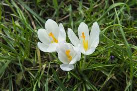 Crocus en sous-bois