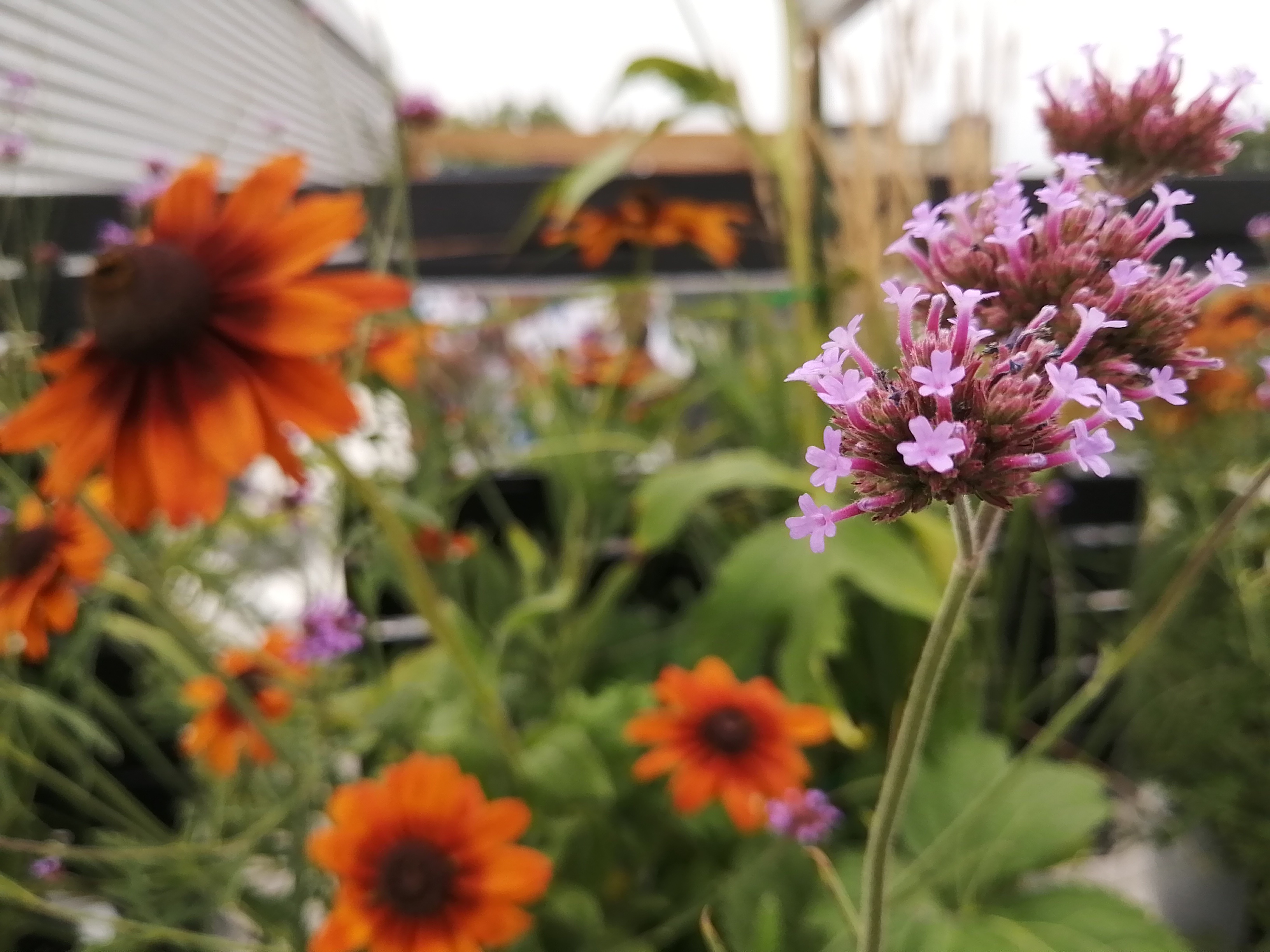 Verveine bonariensis